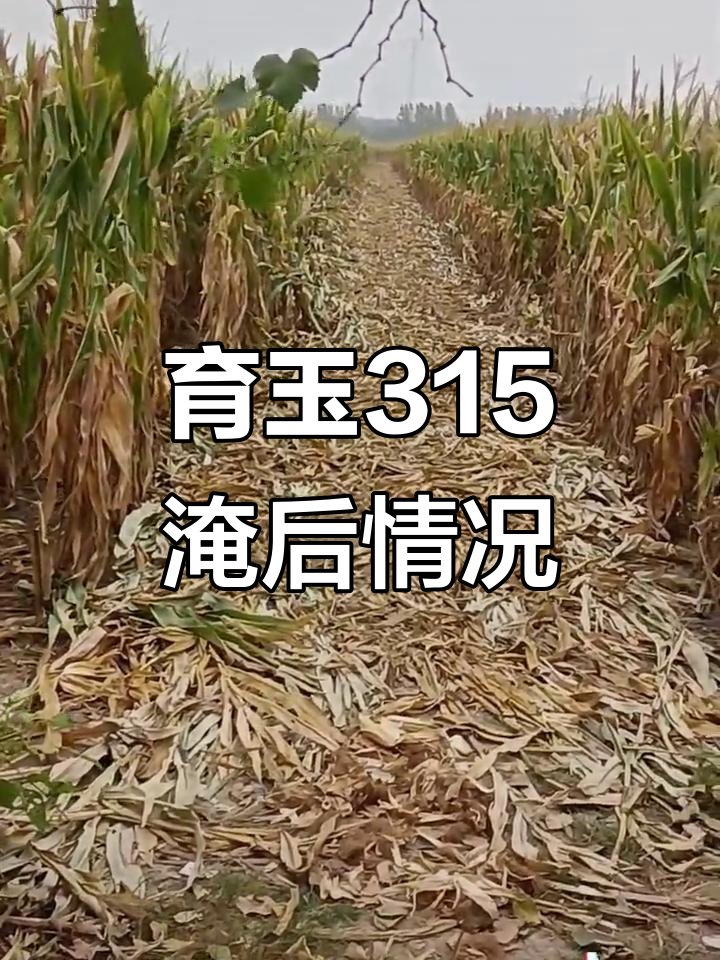 育玉315玉米淹后表现,密度大但长势不赖