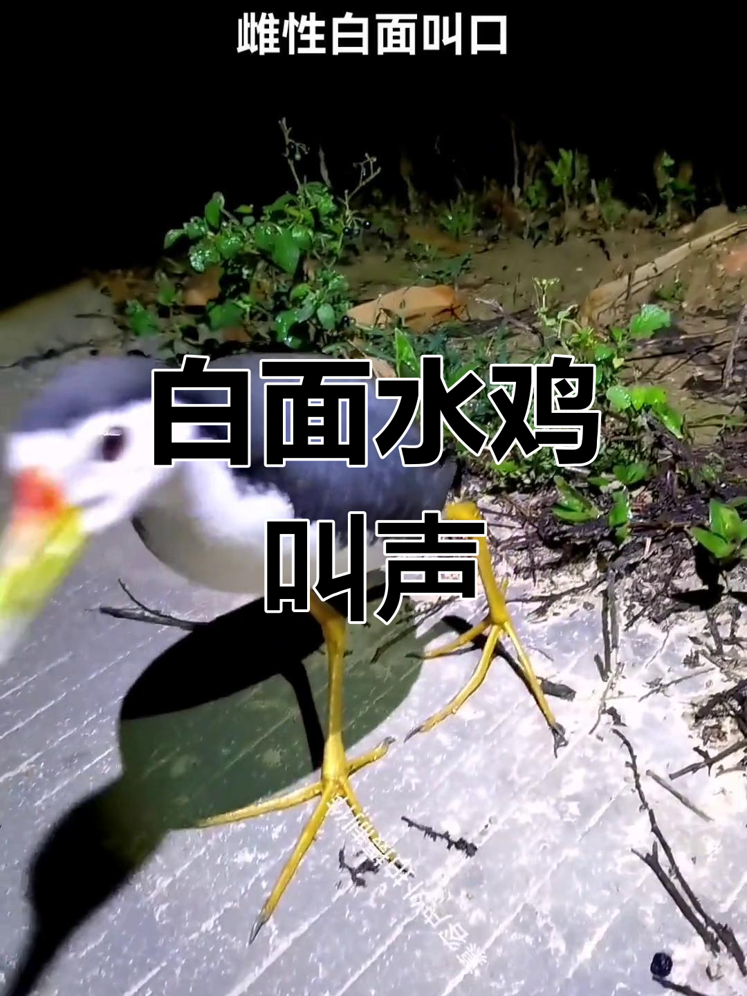 近距离拍摄白面水鸡,母鸟鸣叫