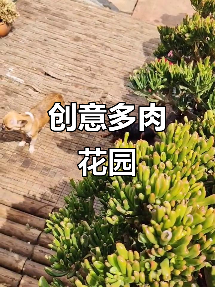 多肉植物盆景艺术，打造个性化花园