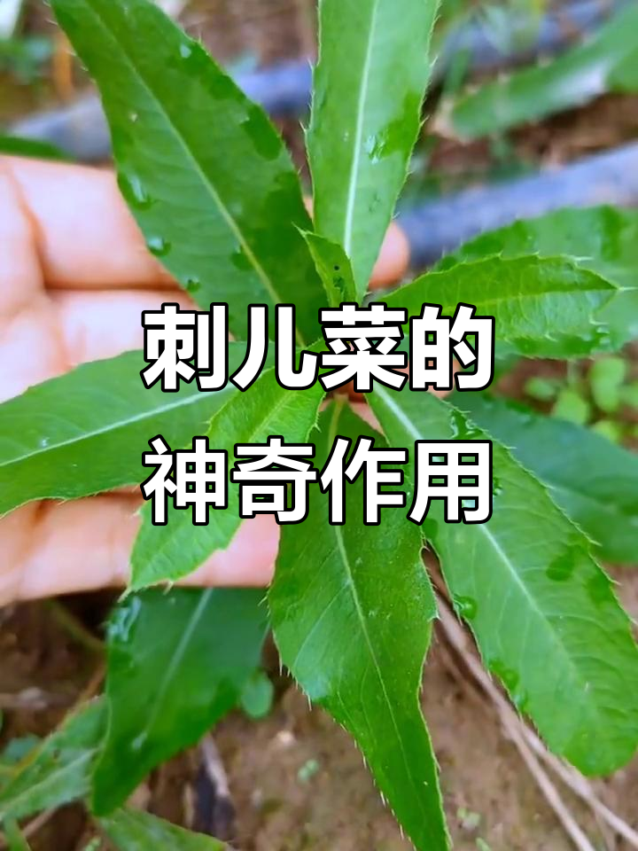刺儿菜:看似危险,实则药食两用
