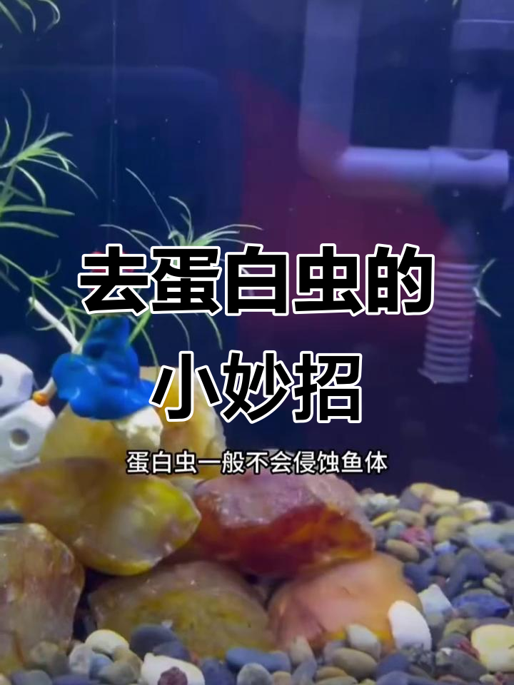 鱼缸蛋白虫爆发?教你彻底清除小侵略者