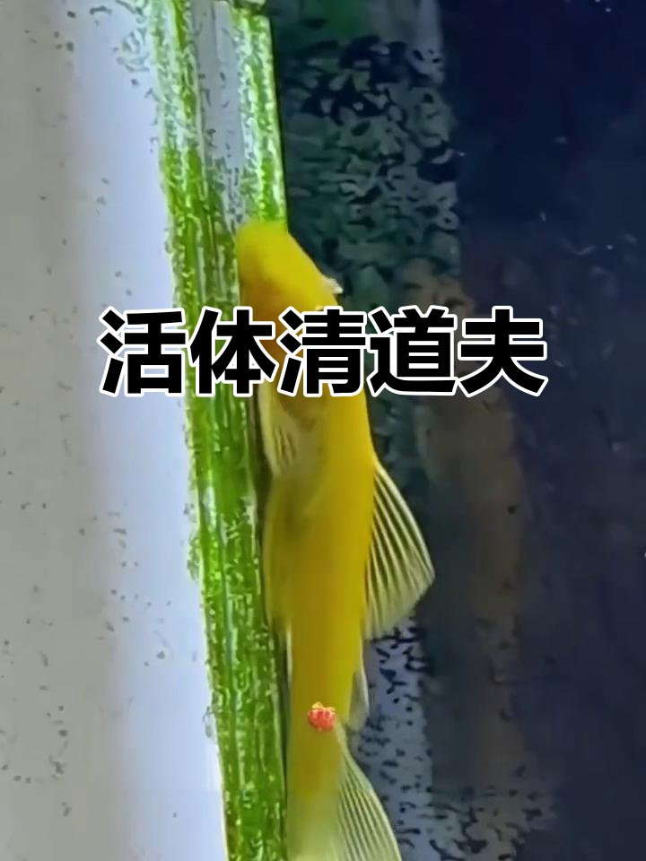 黄金胡子鱼，轻松饲养，清洁缸底效果一流！