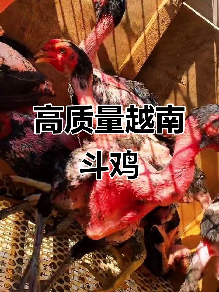 越南原种斗鸡,大骨架红皮肤,打头背力惊人