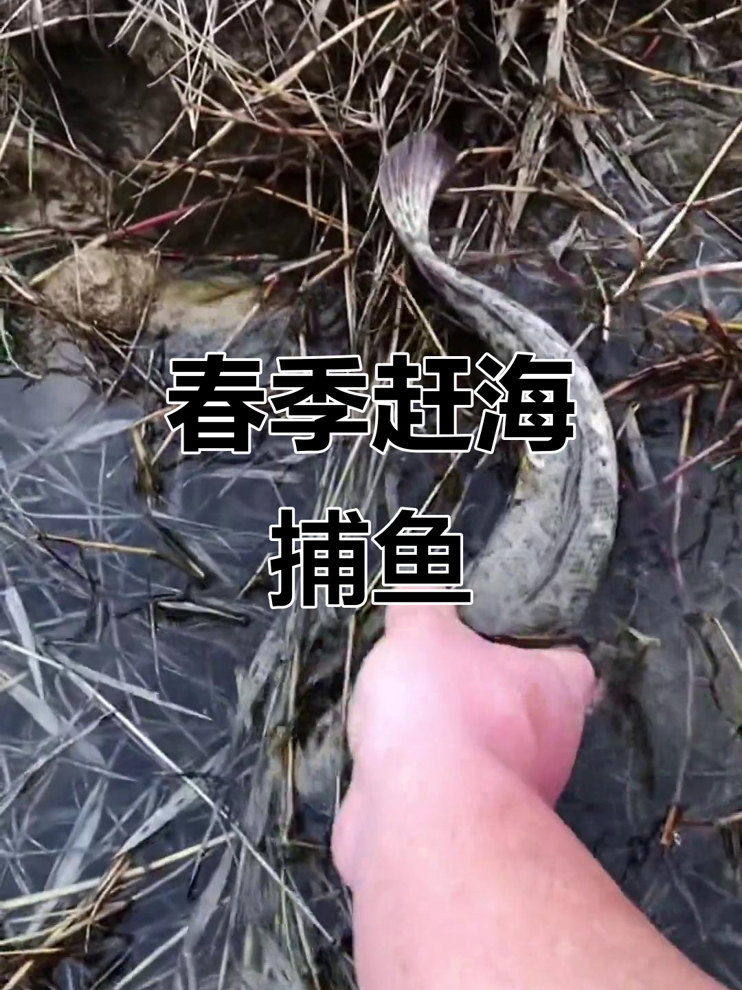 春天赶海抓鱼,情侣鱼儿现身!