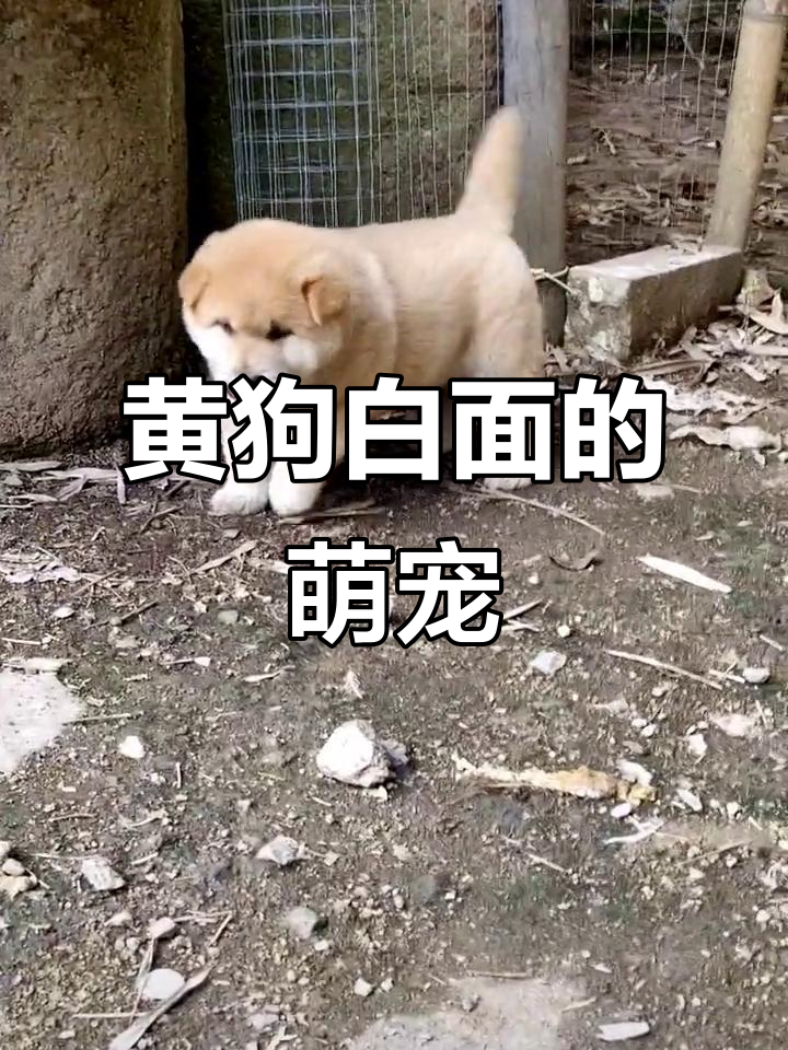 中华田园犬的魅力,黄狗白面太可爱了!