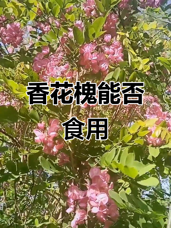 紫色槐花能吃吗?了解香花槐的特点与风险