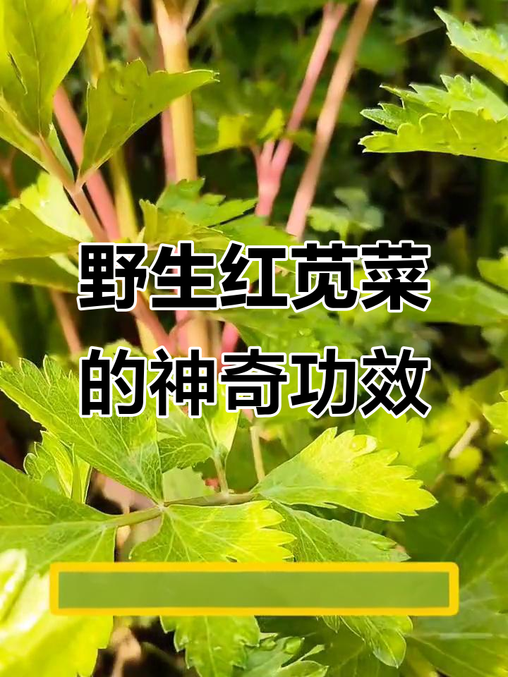 红芹菜:野菜中的宝藏,清热解毒又补肾