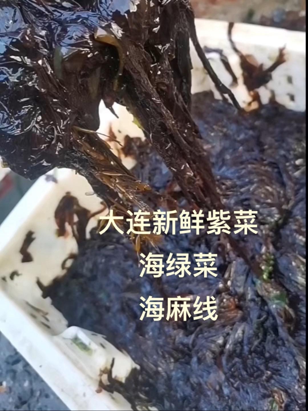 大连新鲜紫菜,海绿菜,海麻线有货、包包子绝了,大连老菜包子 大连新鲜紫菜,海绿菜,海麻线有