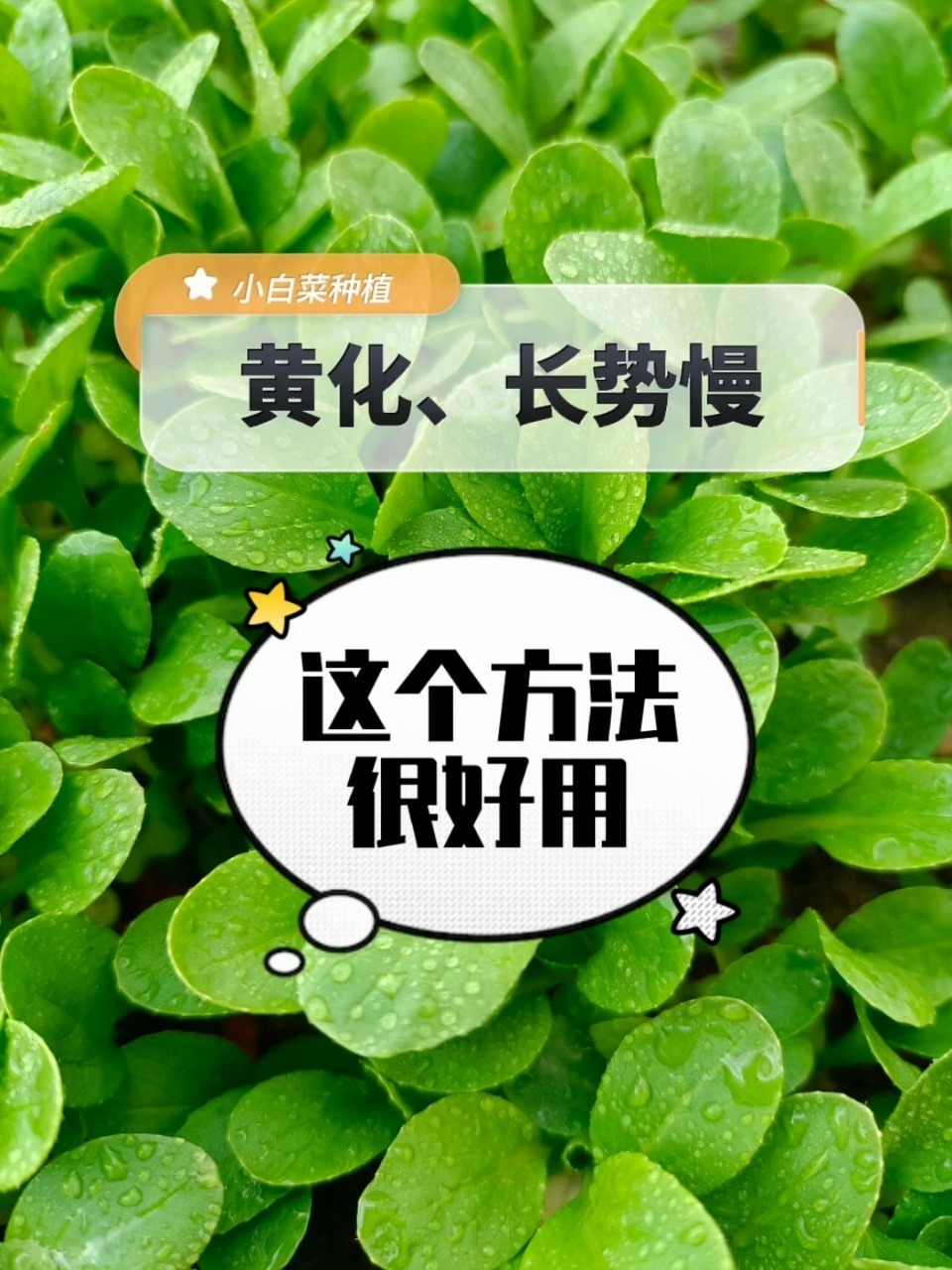 小白菜黄化、不生长怎么办?快速绿方案好用