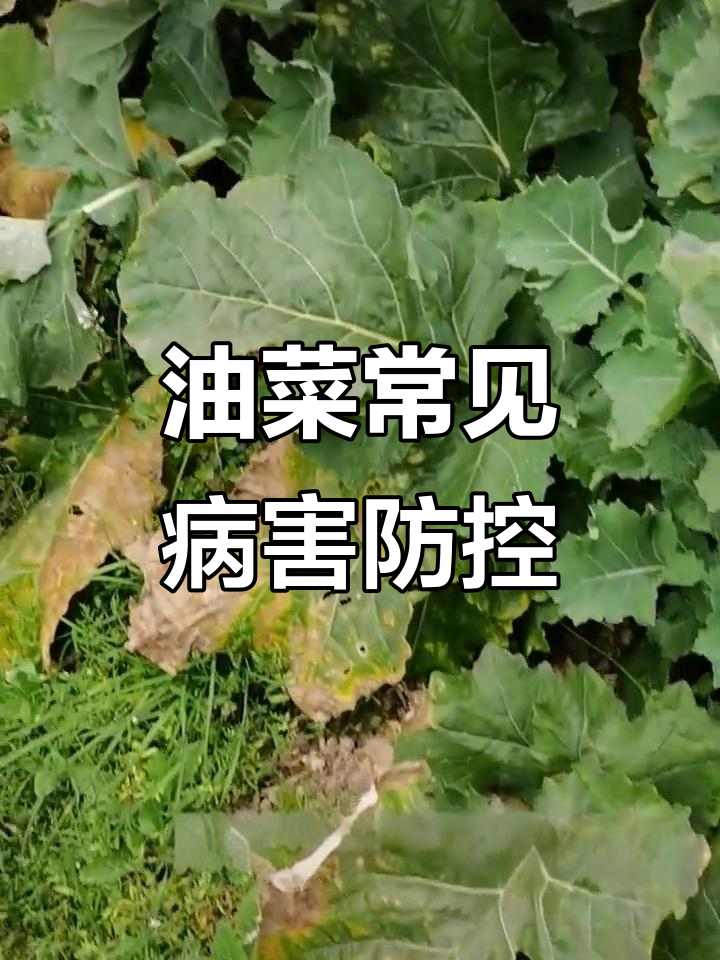 油菜三大病害防治技巧:霜霉病、菌核病与病毒病的应对方法