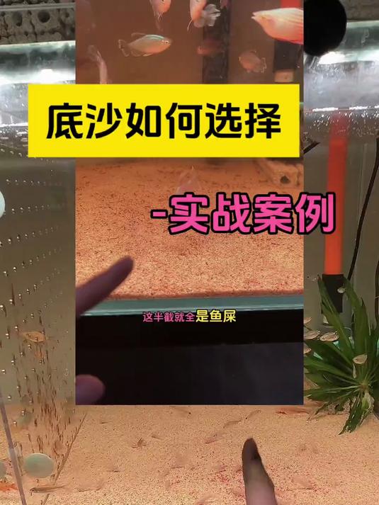 新手养鱼开缸,造景,底砂底沙如何选择?新手养鱼 养鱼日记