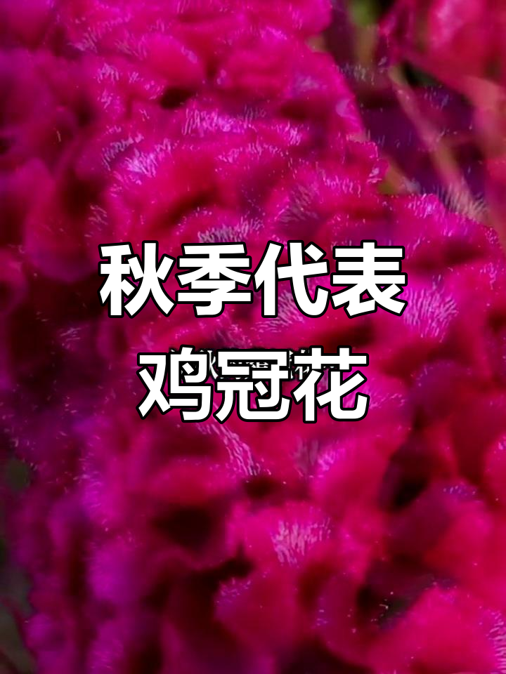 鸡冠花:秋天的象征,寓意真挚爱情