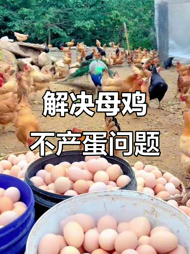 母鸡不下蛋?试试这个简单方法,立马见效!