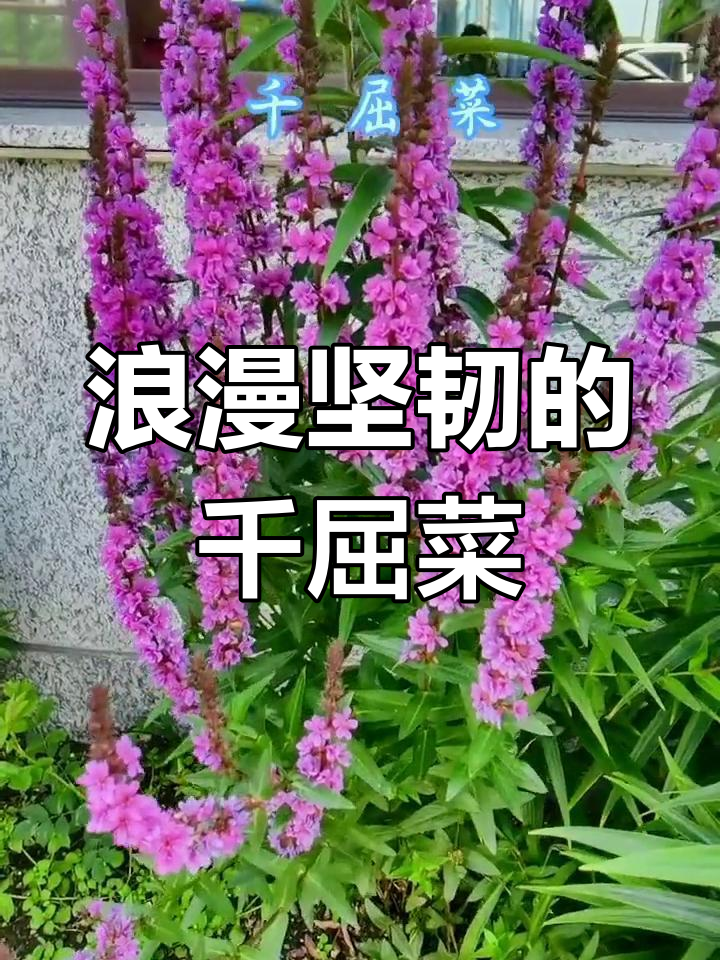 千屈菜的花语与特点