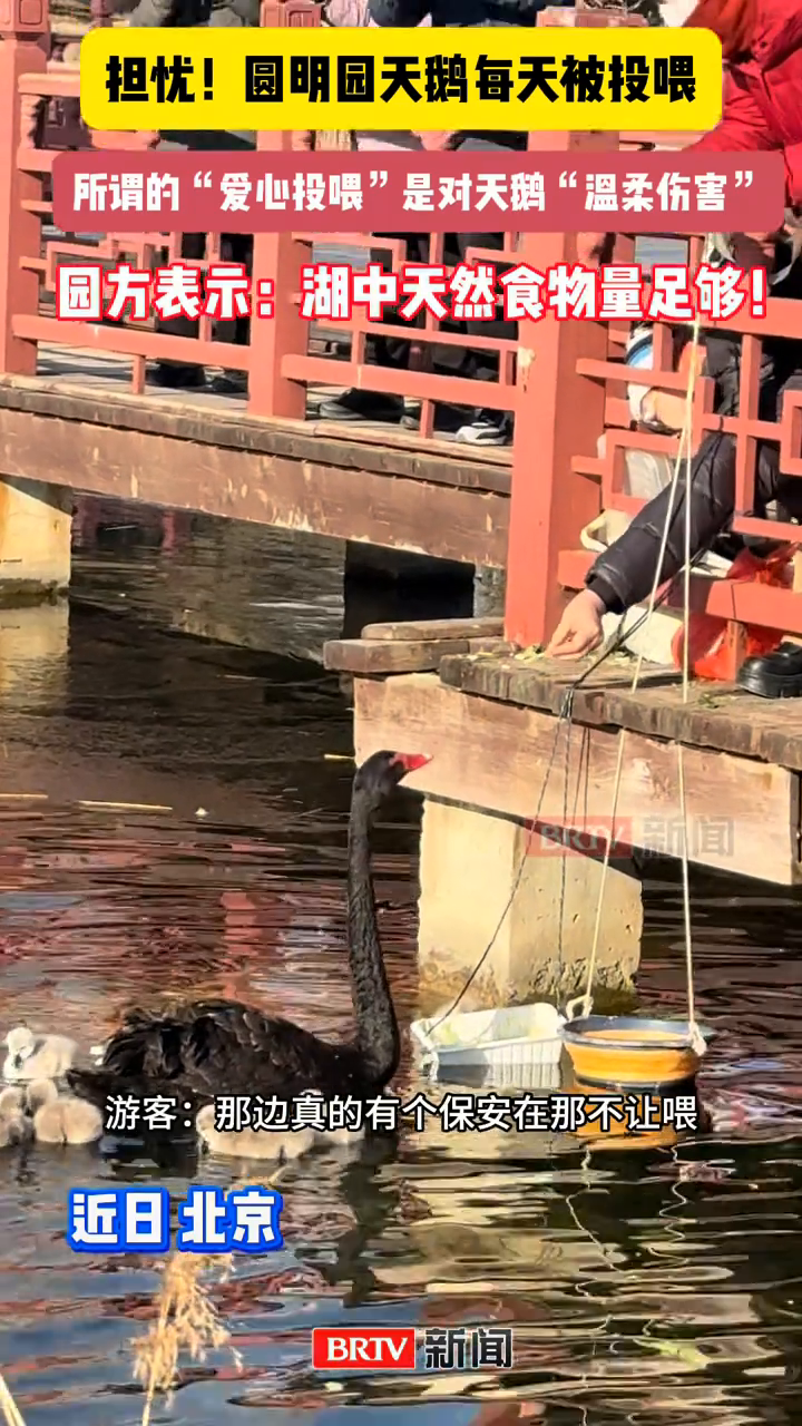 圆明园天鹅每天被投喂馒头、玉米、藕片?园方:非常担忧