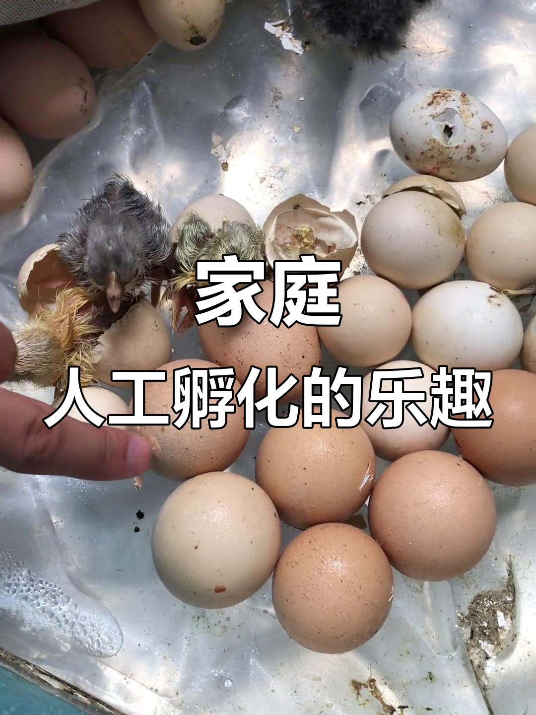 在家孵化小鸡,20天破壳瞬间超萌