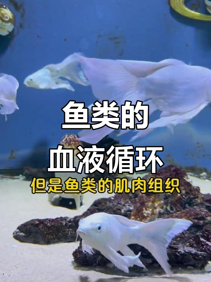 鱼类也有红色血液，但因血管细小不易察觉
