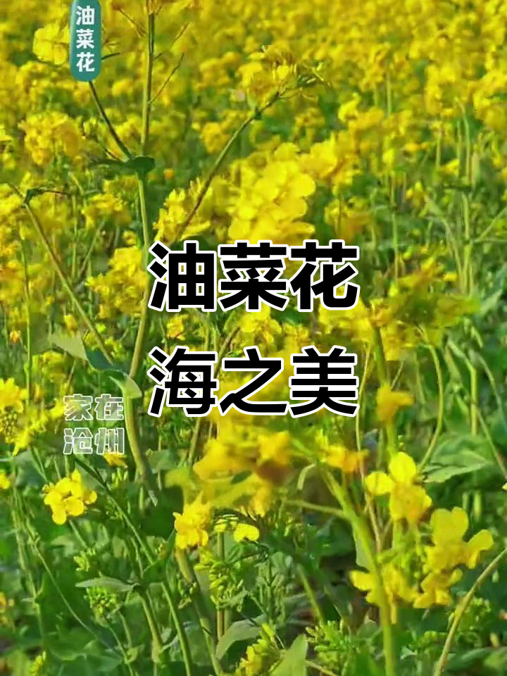 沧州油菜花海,美得令人陶醉,心情瞬间明媚起来!