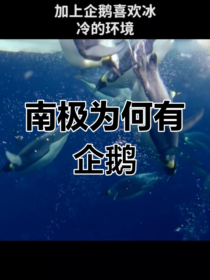 为什么南极有企鹅而北极没有?揭秘背后的原因