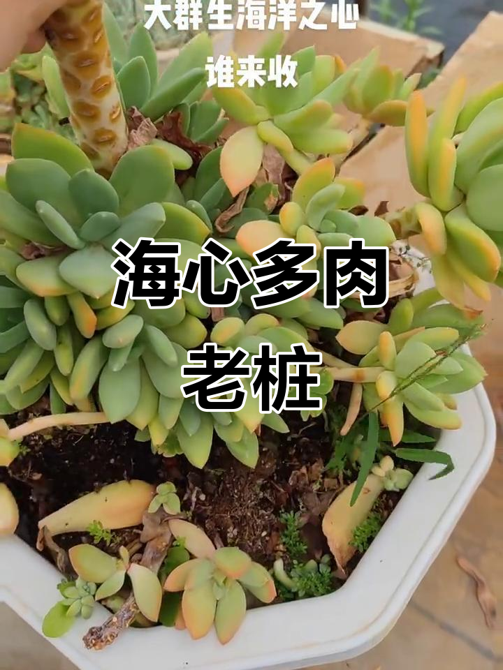 海洋之心多肉老桩,能否遇到它的有缘人?