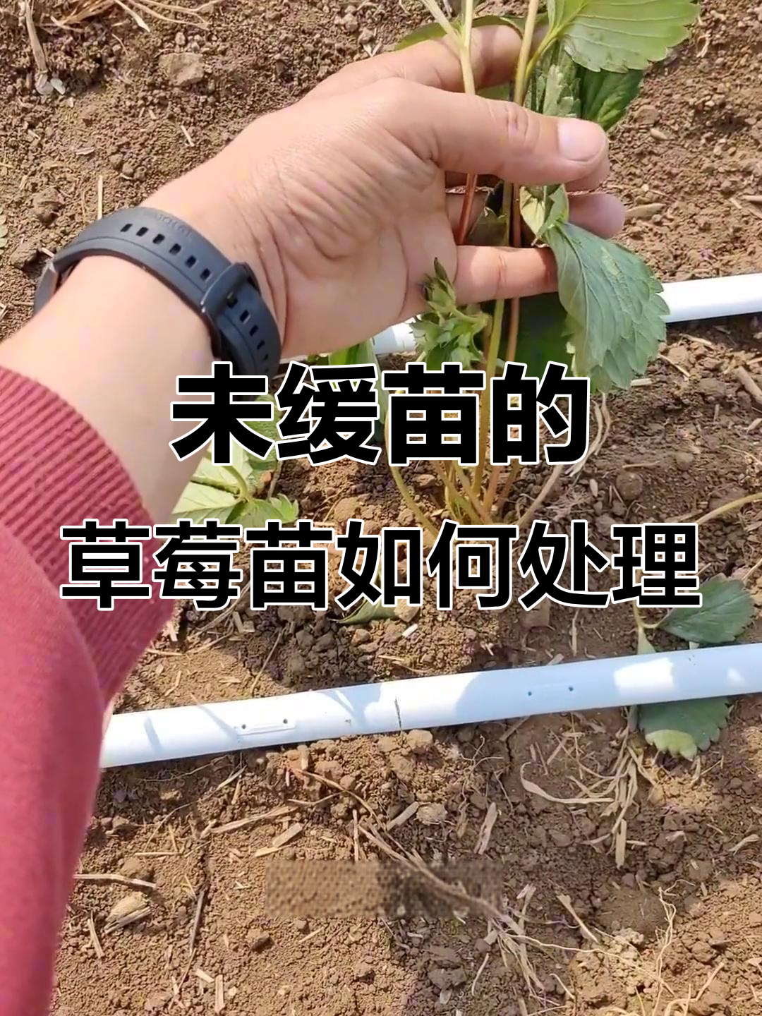 草莓苗未缓苗怎么办?剪叶换苗还是继续养护
