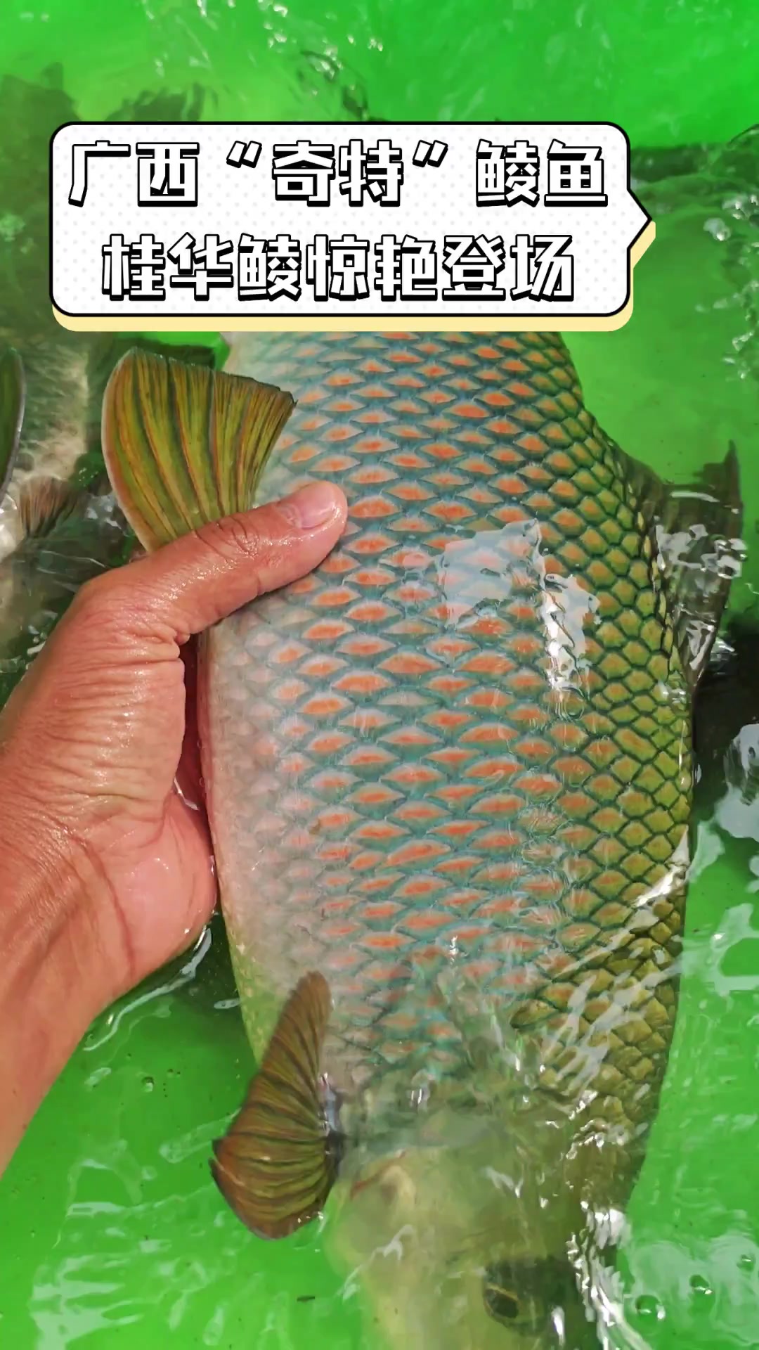 广西“奇特”鲮鱼,桂华鲮惊艳登场