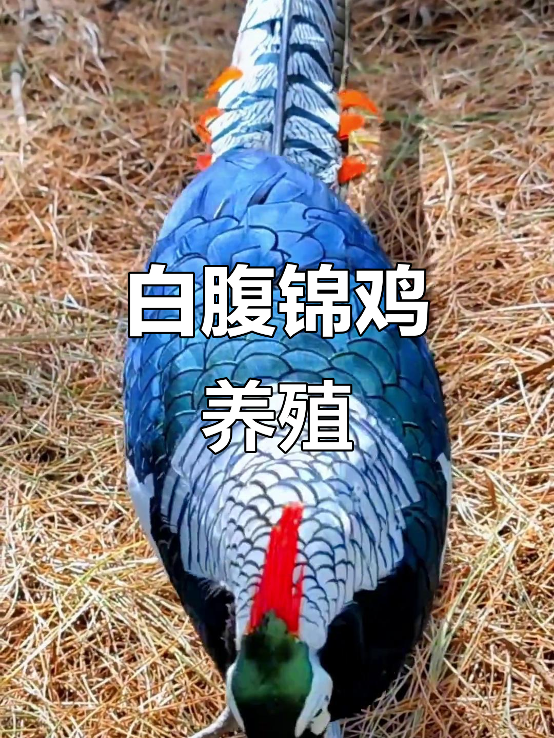 白腹锦鸡:美丽观赏鸡,养殖技巧大揭秘