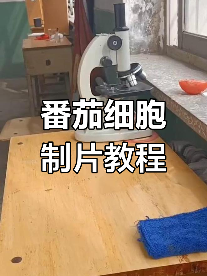 番茄果肉细胞临时装片制作与观察技巧