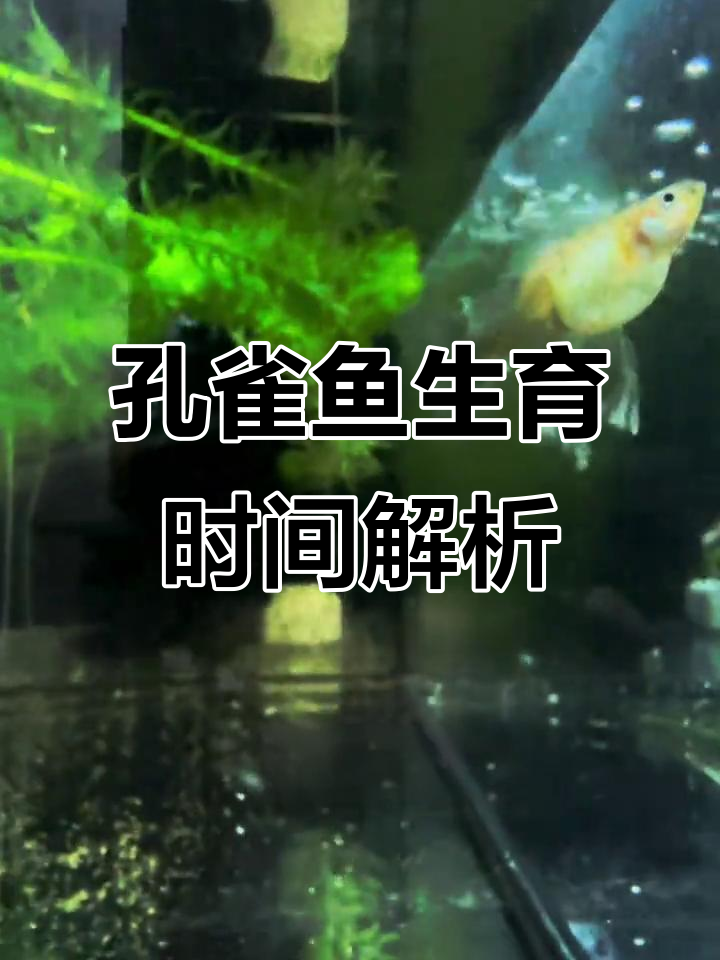 孔雀鱼怀孕多久能生小鱼?揭秘繁殖周期