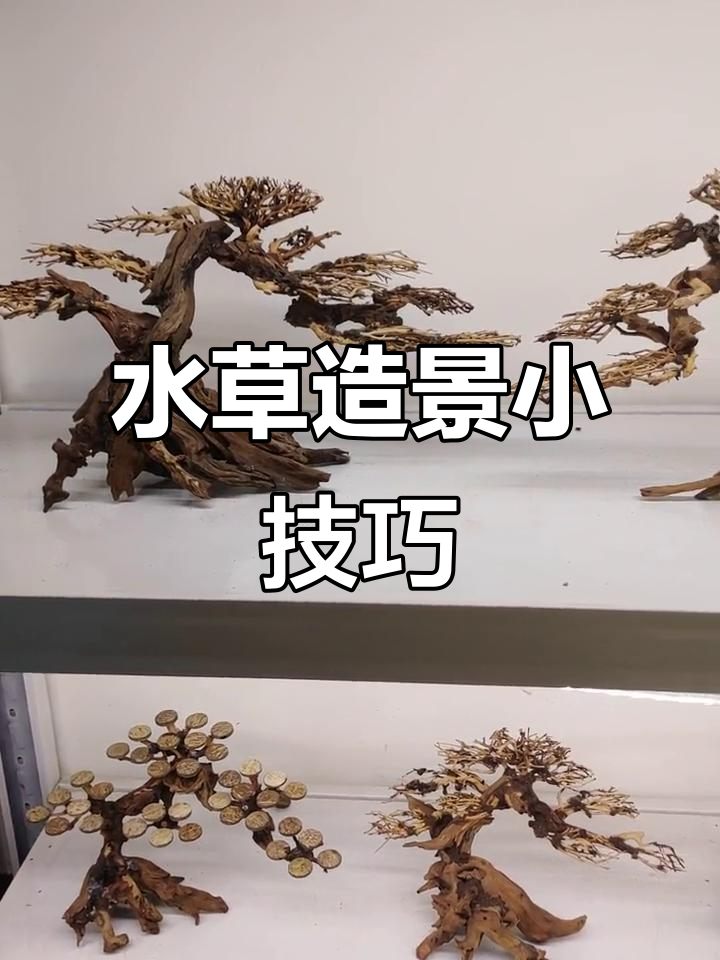 鱼缸造景必备:莫斯树小圆盘,轻松打造个性化水草景观
