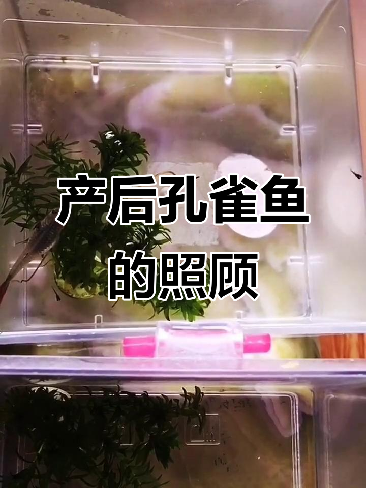 孔雀鱼母鱼生产后如何正确护理?
