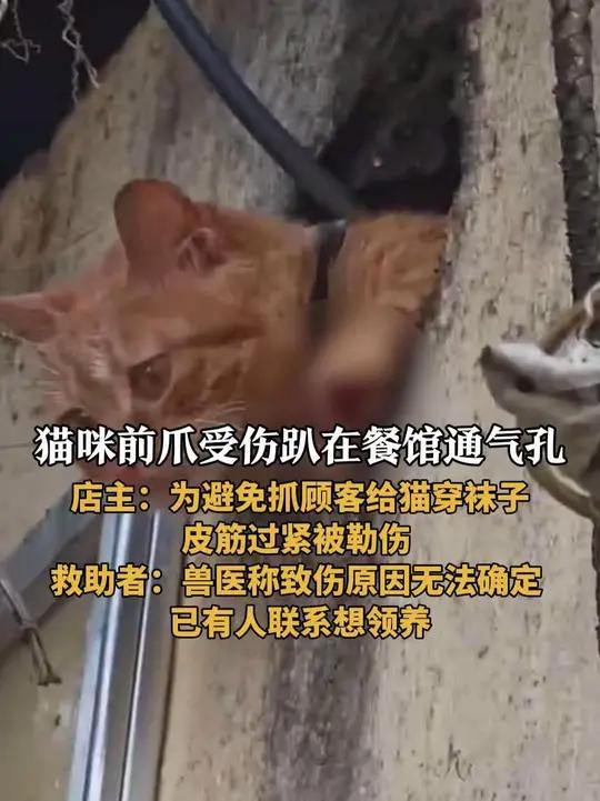 「猫咪前爪受伤趴在餐馆通气孔被指遭虐待 店主:为避免抓挠顾客给猫穿袜子,皮筋过紧使其勒伤 