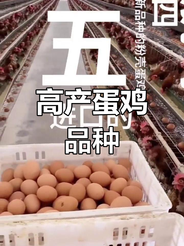 蛋鸡品种推荐:高产高效养殖选择