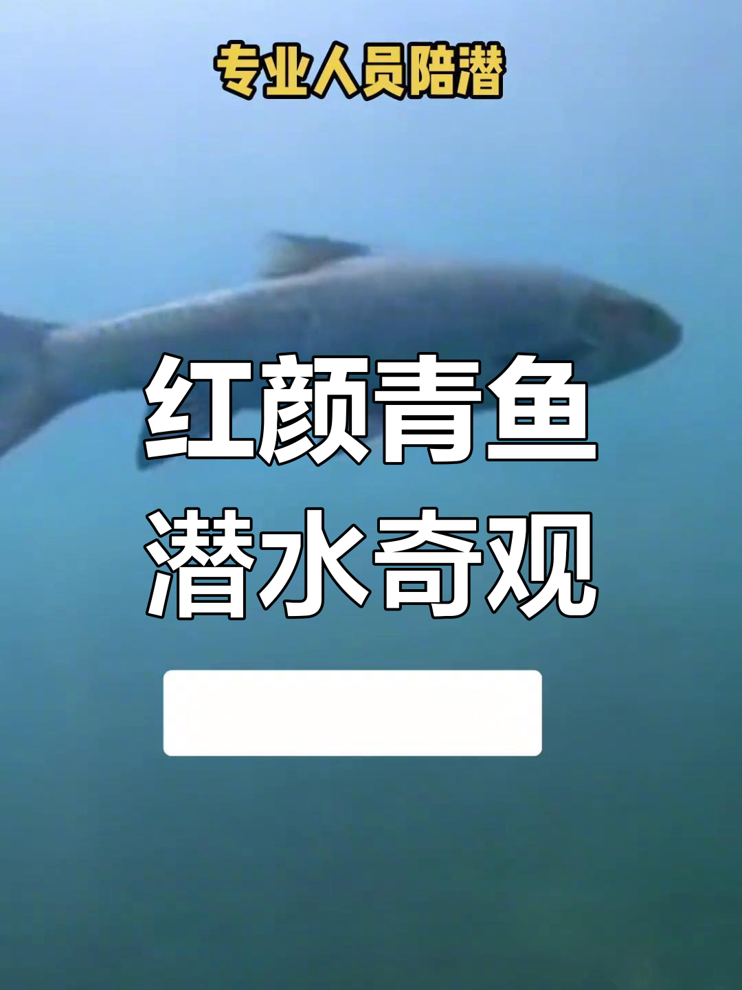 抚仙湖潜水新发现:红颜青鱼阵