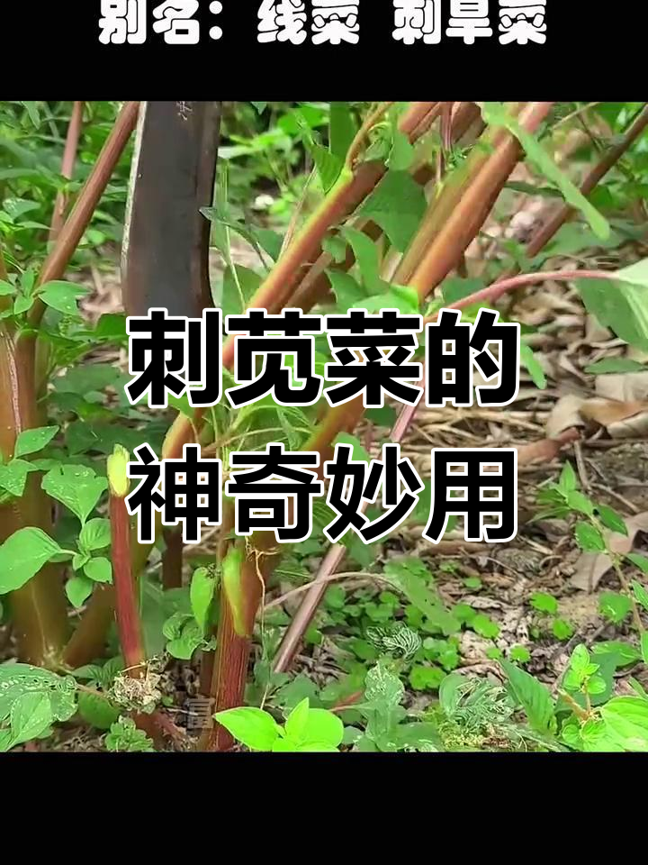 刺苋菜:农村常见却鲜为人知的好东西,营养丰富又美味