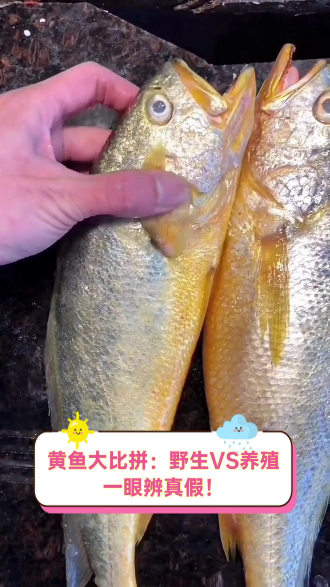 黄鱼大比拼:野生VS养殖,一眼辨真假!