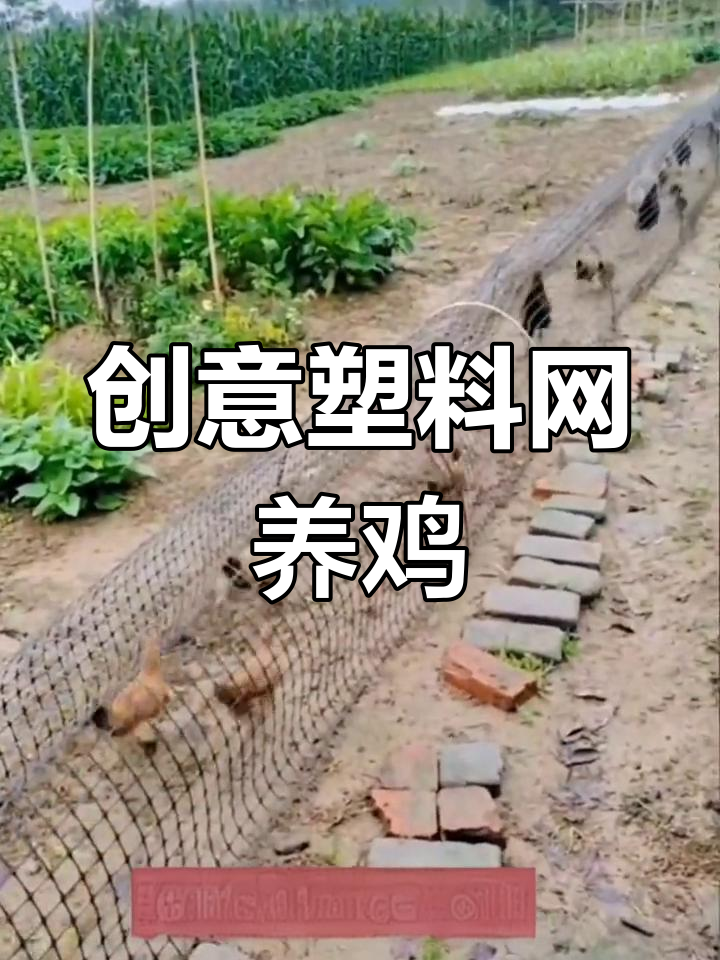 塑料网与竹竿打造生态鸡笼,庭院养殖新风潮