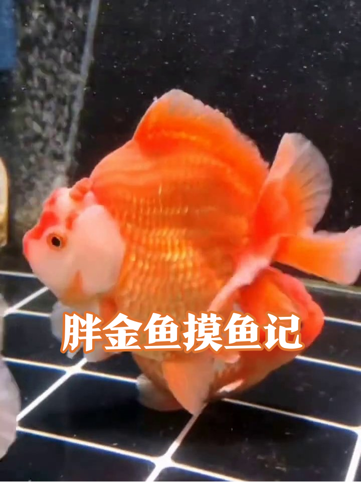 鱼缸摸鱼冠军!胖金鱼摆烂式游泳萌化了