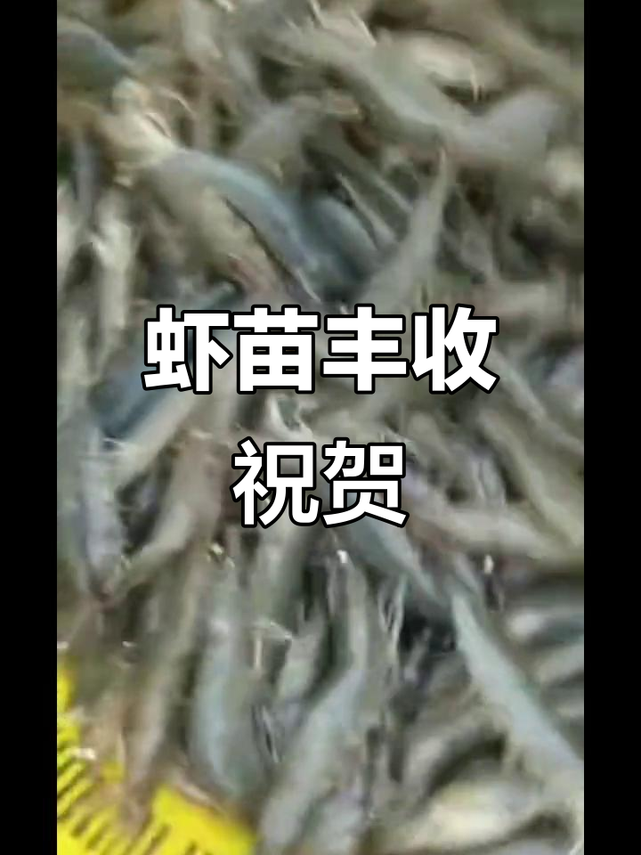 8月海南虾苗大丰收,陈总喜获2200斤!