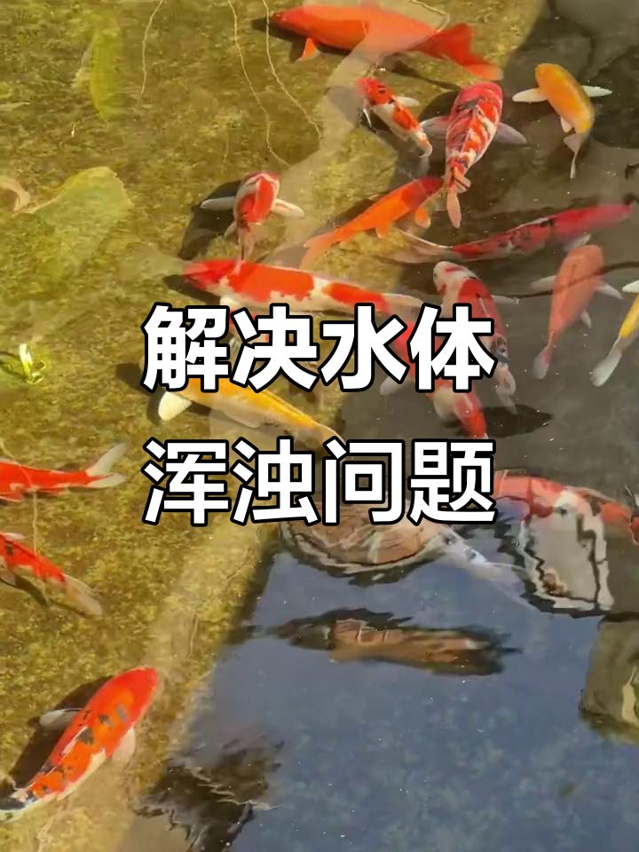 鱼池水质浑浊？物理过滤轻松解决