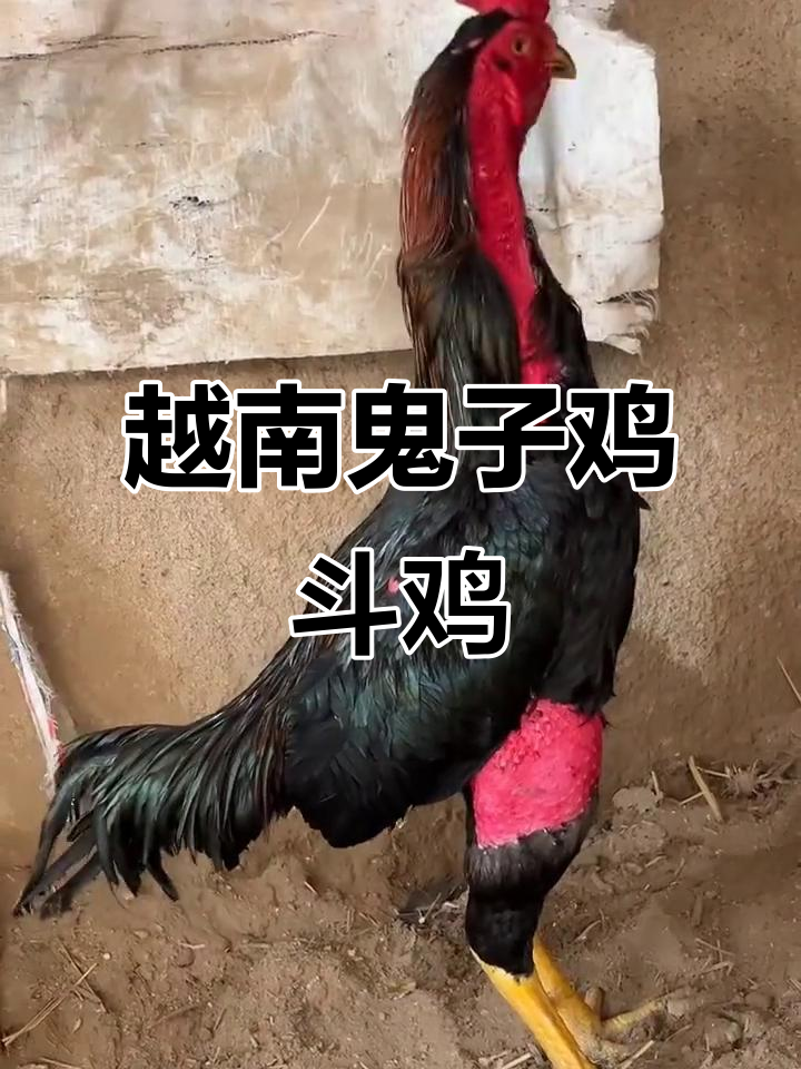 越南鬼子鸡斗鸡大比拼,西装半甲登场!