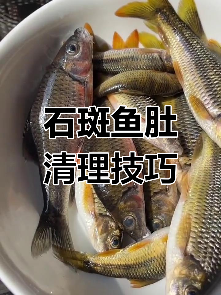 石斑鱼肚子清洗要点,避免食用有毒的鱼蛋