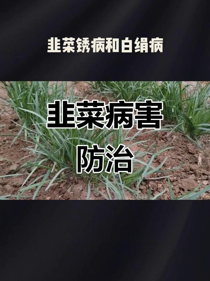 韭菜锈病与白绢病的防治技巧,轻松搞定!