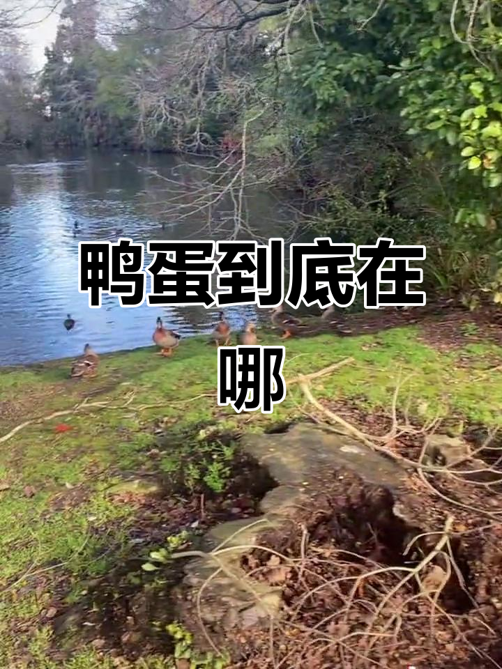 野鸭子蛋藏在哪里?大自然的秘密等你来发现