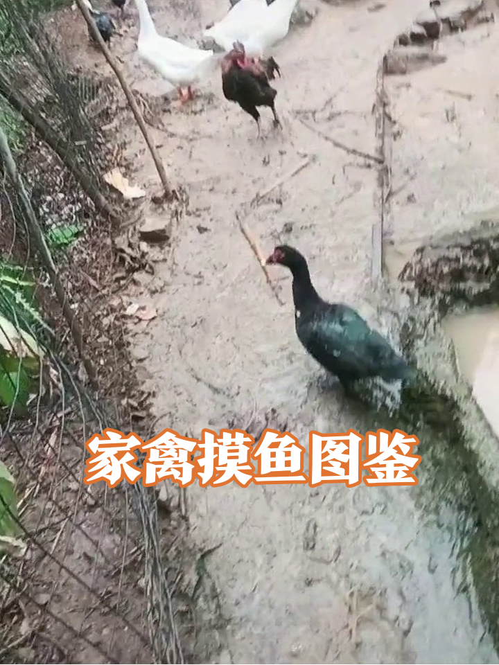 家禽界早会现场:白鹅监工鸡摸鱼,黑番鸭独自emo