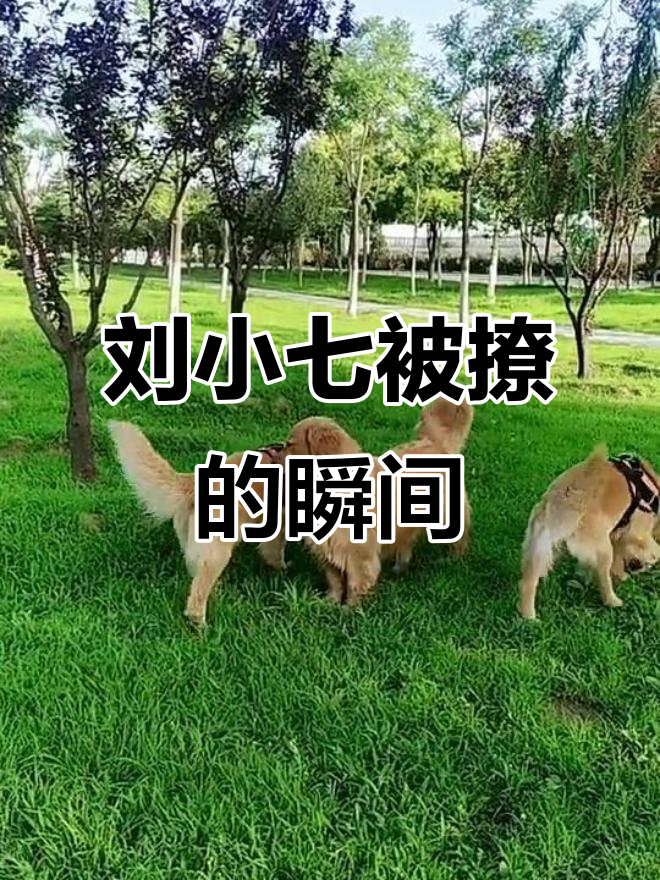金毛刘小七被小母狗撩,帅哥有房又有车?