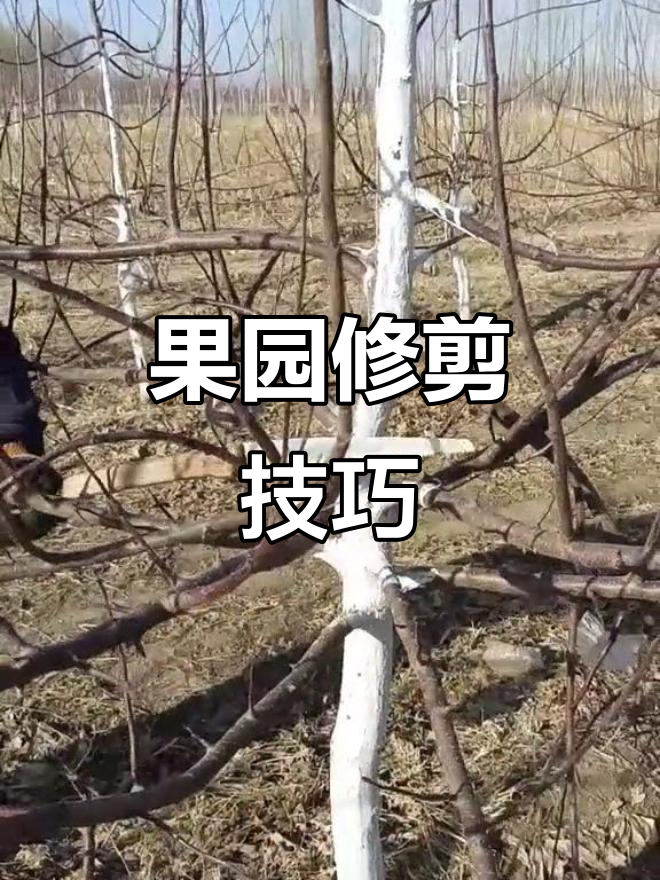 辽宁果树技师团队修剪鸡心果,五年畸形树也能焕发新生