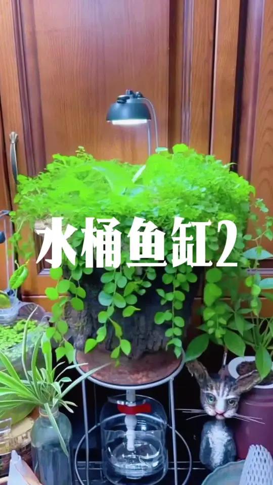 给我的鱼缸装饰一下