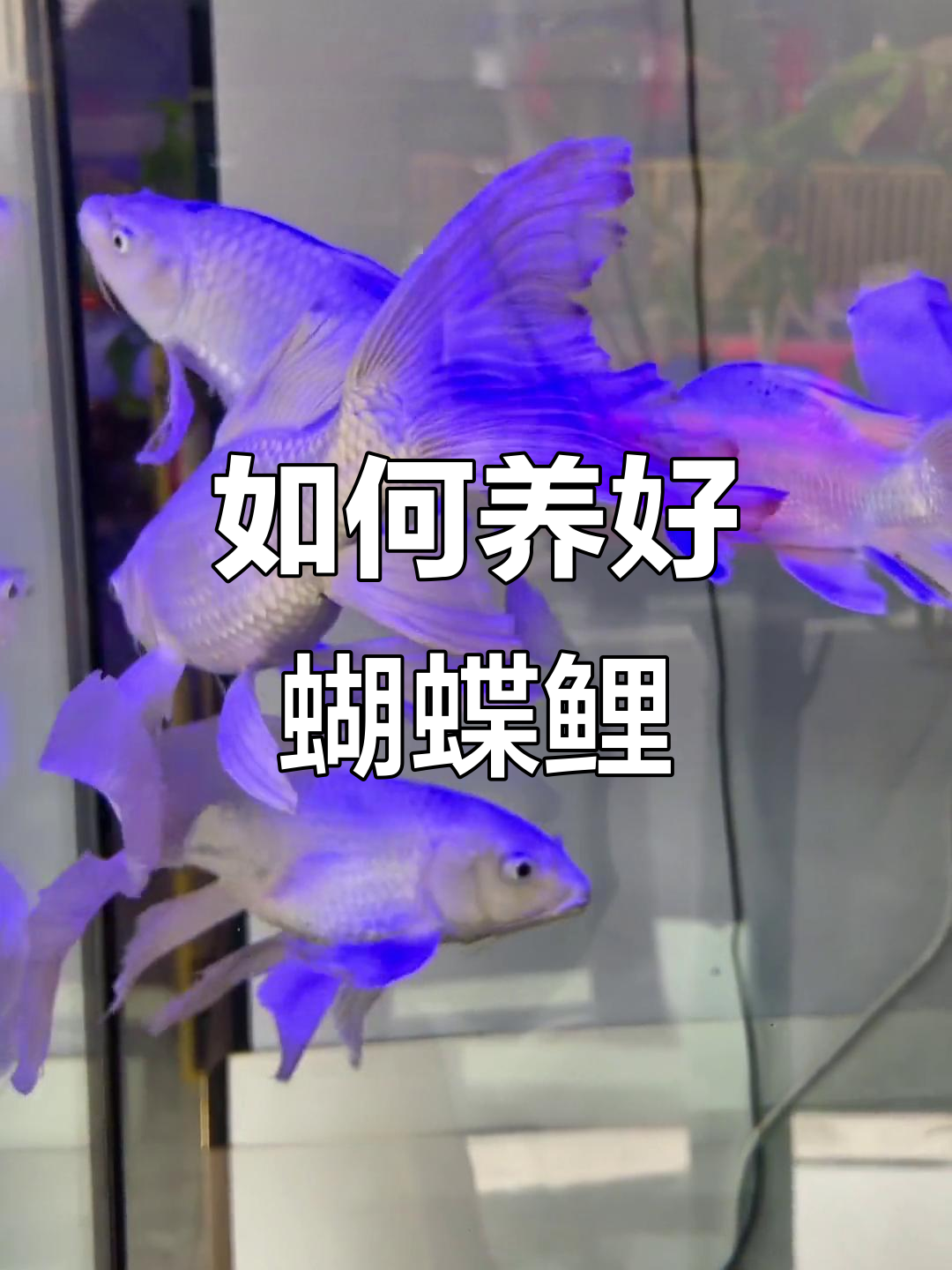 蝴蝶鲤鱼养殖技巧:水温、喂食全攻略