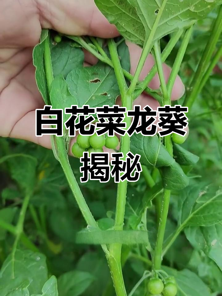 龙葵：白花菜的秘密，你了解吗？